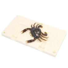 Load image into Gallery viewer, Soft Plastics Crab Bait Mold 3 Inch Saltwater Fishing Lure Bugmolds USA